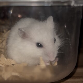 ホワイトハムスター飼い主募集中