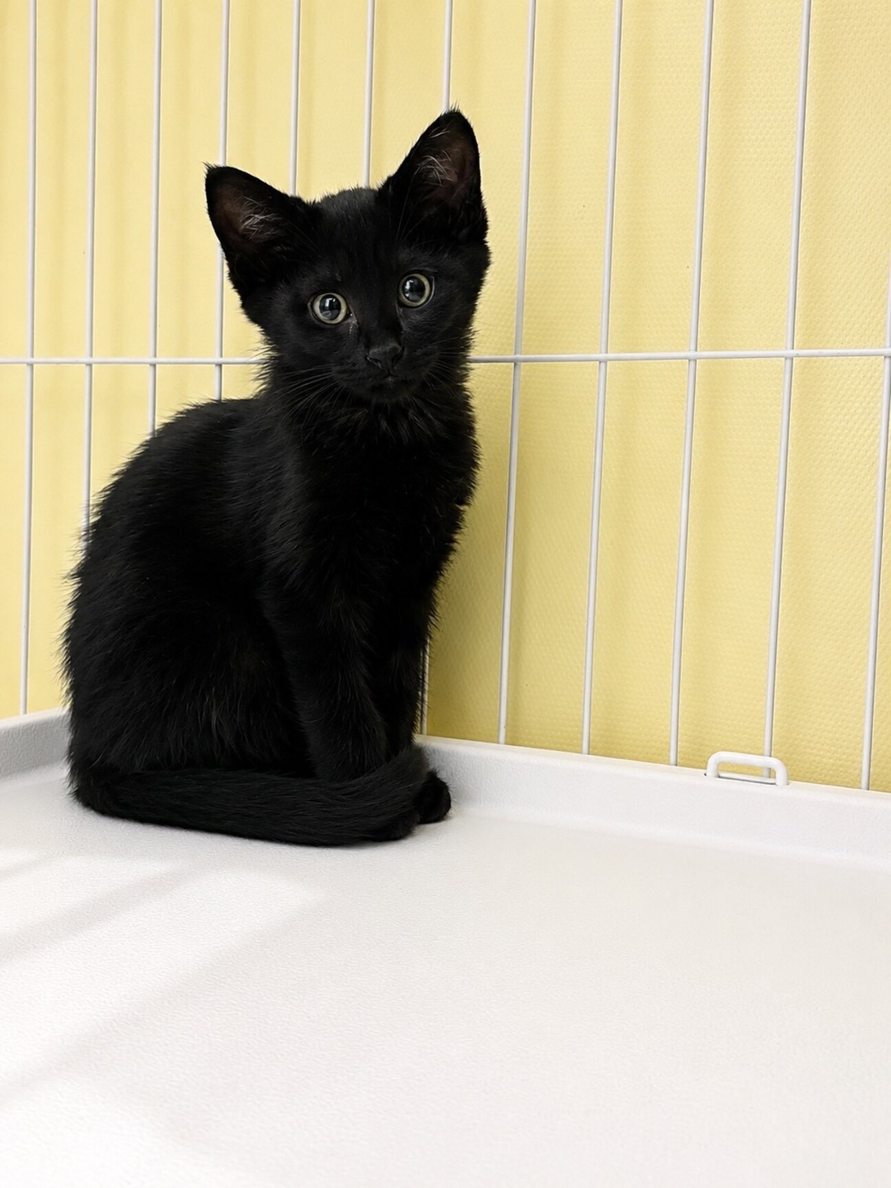 1匹で保護された黒猫君★の写真