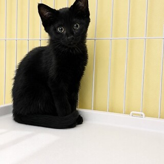 1匹で保護された黒猫君★