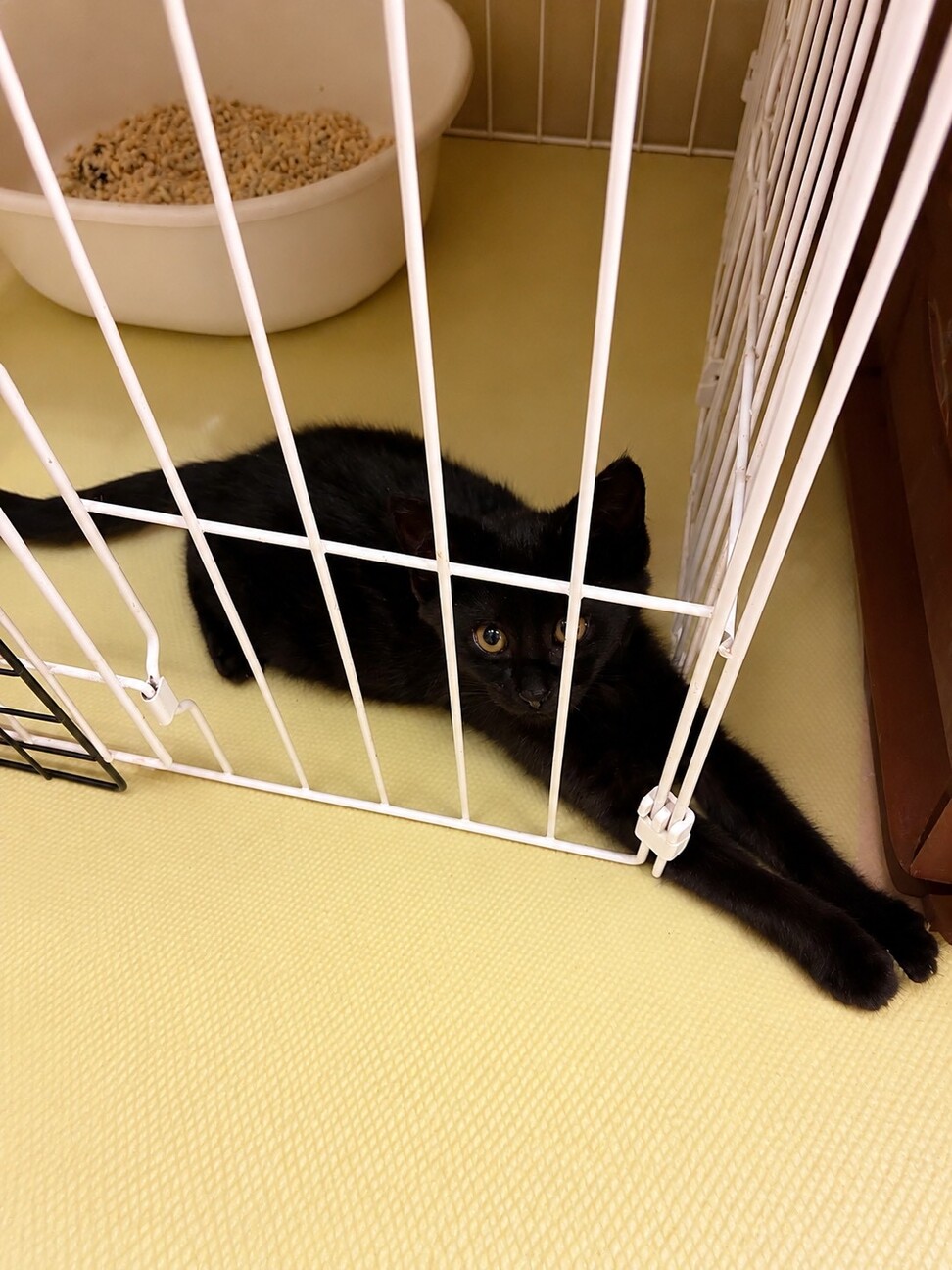 1匹で保護された黒猫君★ サムネイル2
