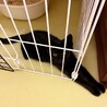 1匹で保護された黒猫君★ サムネイル2