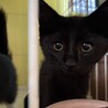 1匹で保護された黒猫君★ サムネイル3