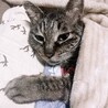 つゆちゃむ