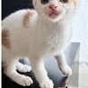 天真爛漫茶白猫⭐️ミナくん サムネイル5