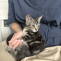 キジトラ子猫 ︎︎♀
