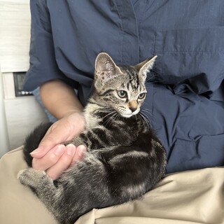 キジトラ子猫 ︎︎♀