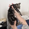 キジトラ子猫 ︎︎♀ サムネイル2