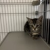 キジトラ子猫 ︎︎♀ サムネイル3