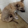 交渉中　ガリガリの子犬　7/21引き出し済 サムネイル4