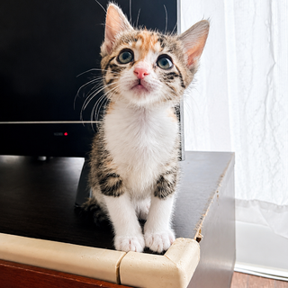 お目目くりくり⭐️三毛猫サンちゃん
