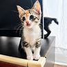 お目目くりくり⭐️三毛猫サンちゃん サムネイル3