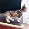お目目くりくり⭐️三毛猫サンちゃん サムネイル4