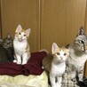 ごろまま22