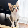 お目目くりくり⭐️三毛猫サンちゃん サムネイル5