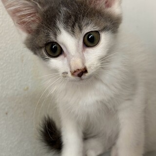 お鼻の模様が可愛いギルくん