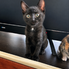 渦巻きシッポがチャームポイント⭐️黒猫クマくん? サムネイル5
