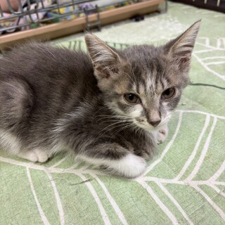 大人しいけどチュールで豹変！ひめちゃん