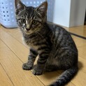 元気いっぱいの男の子