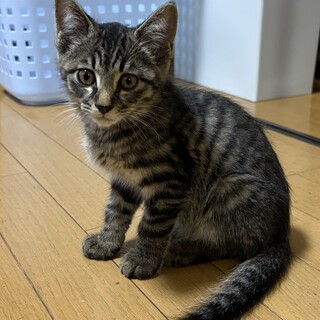 怖がりのヒマラヤン」大阪府 - 猫の里親募集(103976) :: ペットの