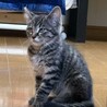 元気いっぱいの男の子 サムネイル4