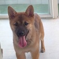ちょっとびびりな男の子いくら