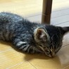 元気いっぱいの男の子 サムネイル7