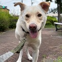 【3本足】片足を失っても、お散歩が大好き「マリア」