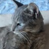 グレ　　おしゃべりなボク サムネイル2