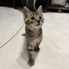 好奇心旺盛ドタバタかけるくん★ サムネイル2