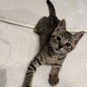 好奇心旺盛ドタバタかけるくん★ サムネイル3