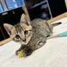 好奇心旺盛ドタバタかけるくん★ サムネイル4