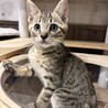好奇心旺盛ドタバタかけるくん★ サムネイル5