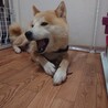 秋田犬っぽいお顔の女の子さより サムネイル2