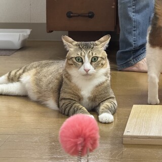 見た目はボス♡中身は天使！むちむちマーチ