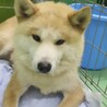 秋田犬っぽいお顔の女の子さより サムネイル3