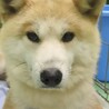 秋田犬っぽいお顔の女の子さより サムネイル4