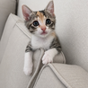 お目目くりくり⭐️三毛猫サンちゃん サムネイル2