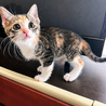 お目目くりくり⭐️三毛猫サンちゃん サムネイル6
