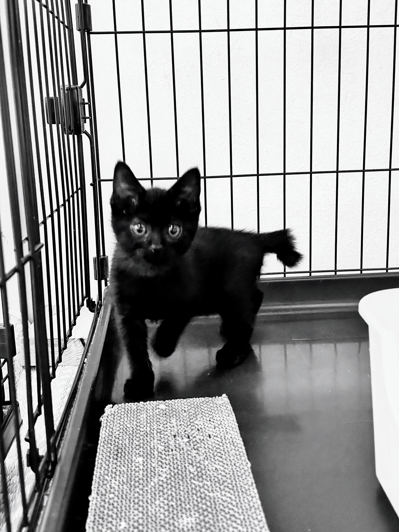 もちもちくろねこ男子なつくん」愛知県 - 猫の里親募集(545562