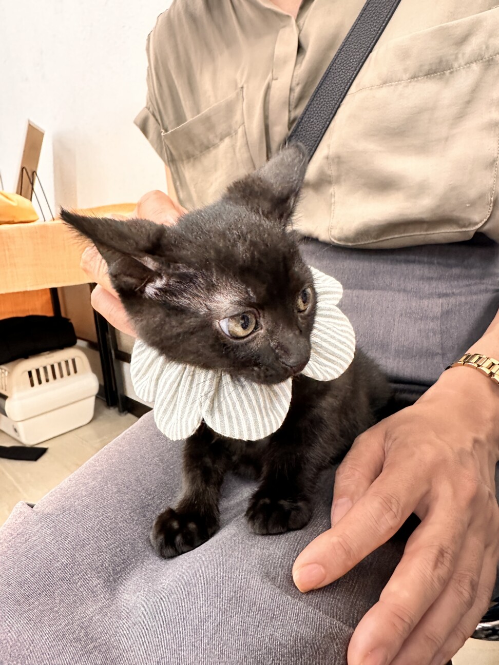 もちもちくろねこ男子なつくん」愛知県 - 猫の里親募集(545562) 3枚目
