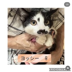 保護猫譲渡会@高浜市