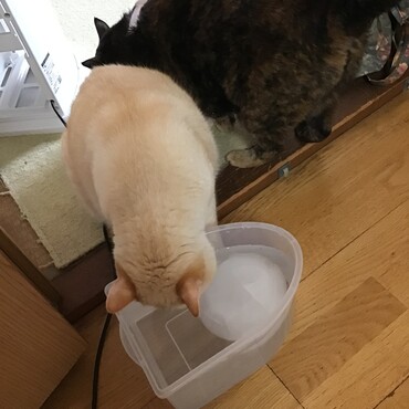 暑中見舞い申し上げます！氷で遊んでますよぉ〜〜