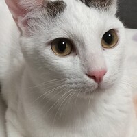 おと