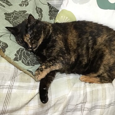 暑い時には寝るのに限るわぁ〜〜おやすみなさいぃ〜〜