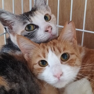 怖がりのヒマラヤン」大阪府 - 猫の里親募集(103976) :: ペットの
