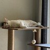 白猫ようちゃん サムネイル3
