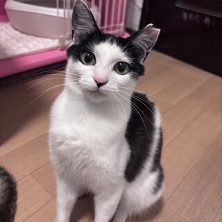 怖がりのヒマラヤン」大阪府 - 猫の里親募集(103976) :: ペットの