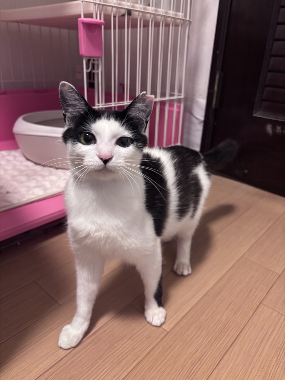 スリゴロ甘えんぼなココちゃん サムネイル2