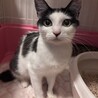 スリゴロ甘えんぼなココちゃん サムネイル3