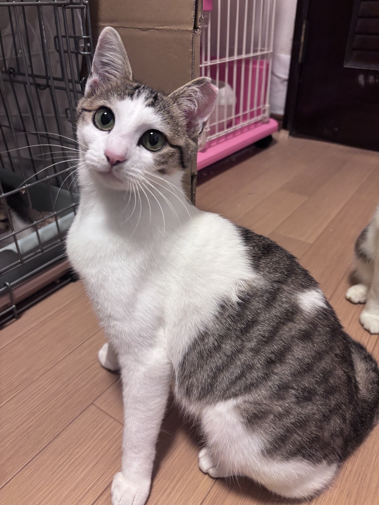 Kamo ホワイトファー 猫 スリゴロ甘えんぼなモモちゃん☆」東京都 - 猫の里親募集(545567